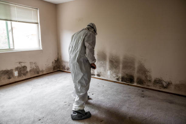 Trusted Summit Hill, PA Mold Remediation Experts